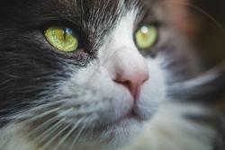 Pet therapy: l’analgesia che nasce dall’amore